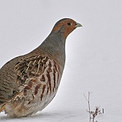 Grey Partridge  "Perdix perdix"